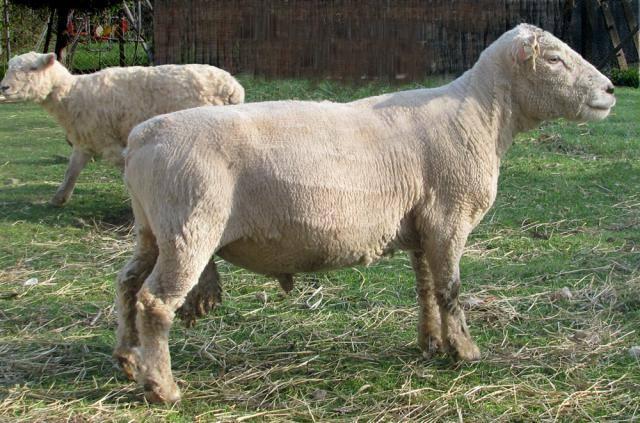 Ovce po ostříhání (Commons Wikimedia)
