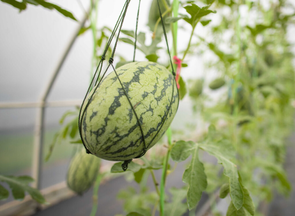 Aby se těžké plody neodtrhly, pěstují se melouny ve skleníku v závěsných sítích – melounová „hamaka“ jim poskytne oporu i pohodlí (zdroj: Envato)