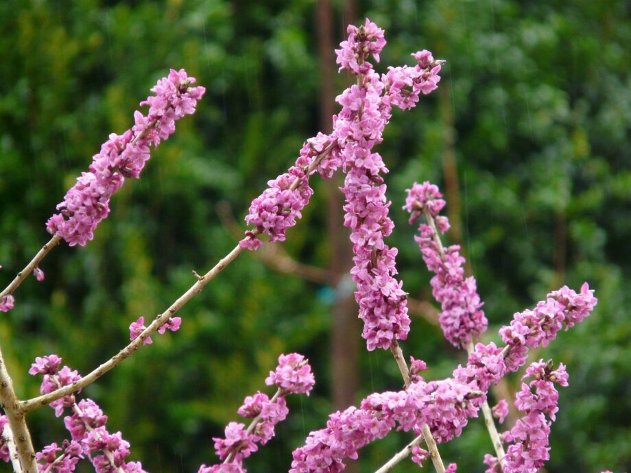 Krása lýkovce je sice trochu jedovatá, ale není jiný keř, který by uměl tak intenzivně provonět zimní měsíce. Právě teď je nejvhodnější čas lýkovce vysadit (zdroj: Hans, Pixabay)