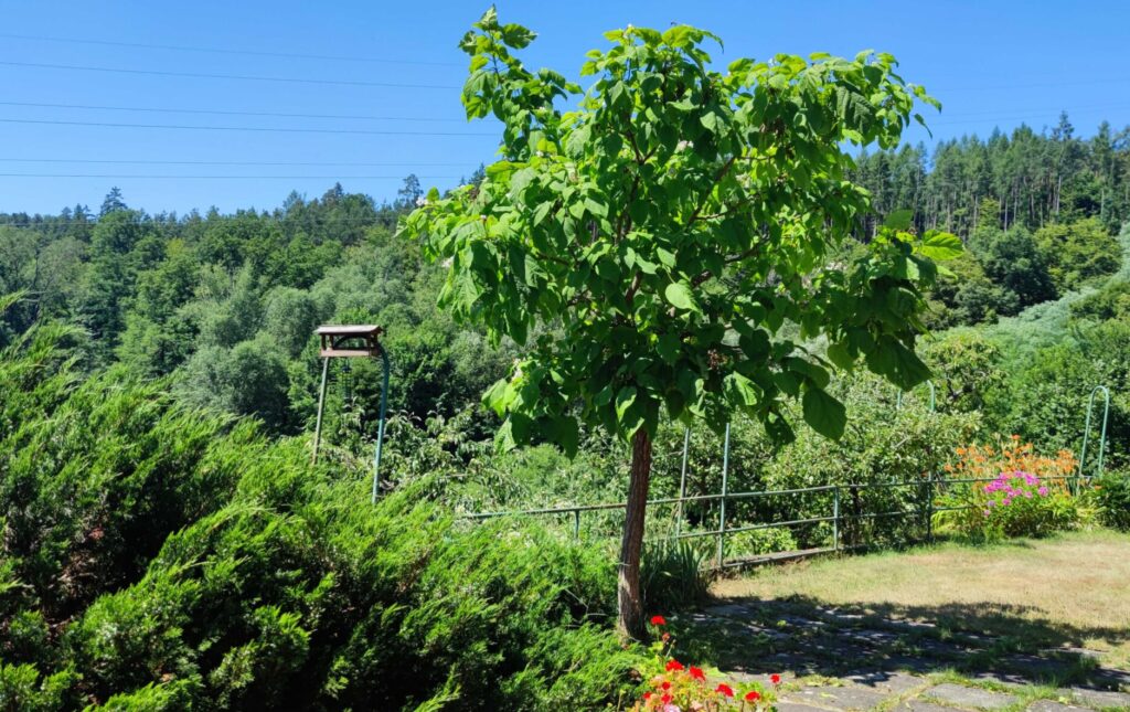 Katalpa není příliš vysoký strom, ale jeho rozložitá koruna s velkými listy za pár let vytvoří dokonalý slunečník (zdroj: Kristýna Lišková)
