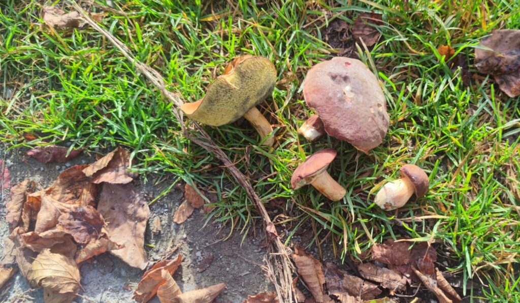 Na zahradě, v trávě pod břízou se mohou objevit hříbky i samy od sebe (zdroj: Kristýna Lišková)