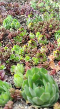 Celá střecha pomalu porosla vyváženým kobercem netřesků, rozchodníků a mechů (zdroj: Kristýna Lišková)