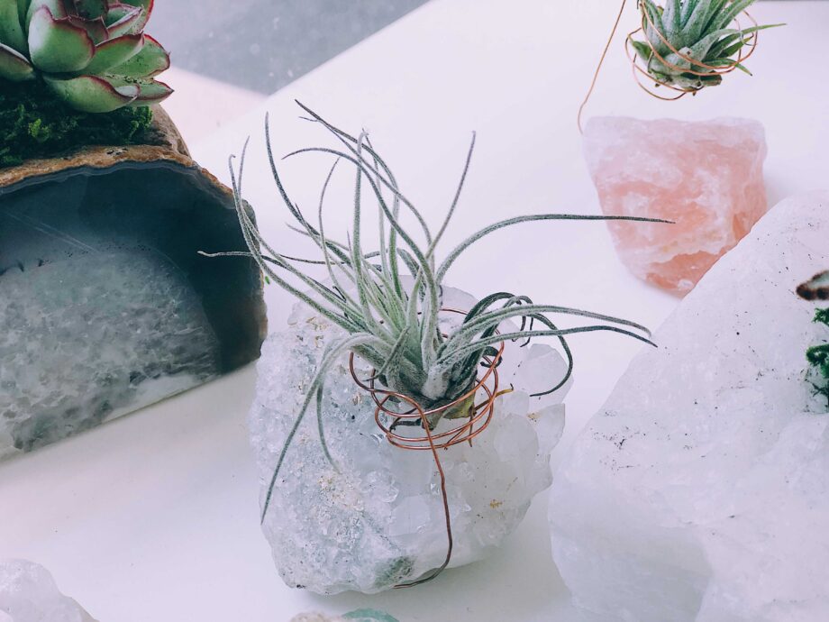 Tillandsie usazená na krystalu (zdroj: Envato)