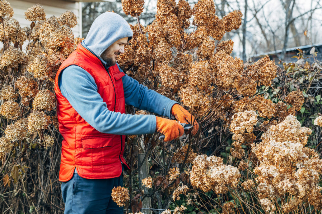 Střih hortenzie latnaté (zdroj: Envato)