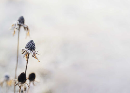 Suchá květenství třapatek (zdroj: Envato)