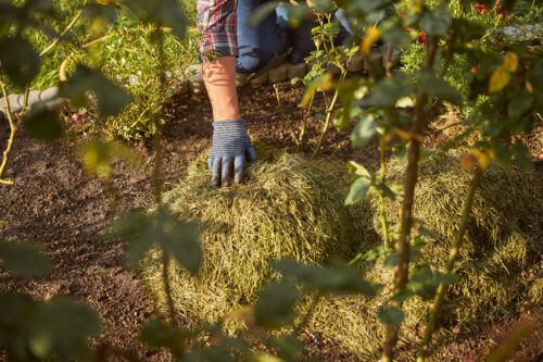 Mulčování posekanou trávou nebo suchým rostlinným materiálem (zdroj: Envato)