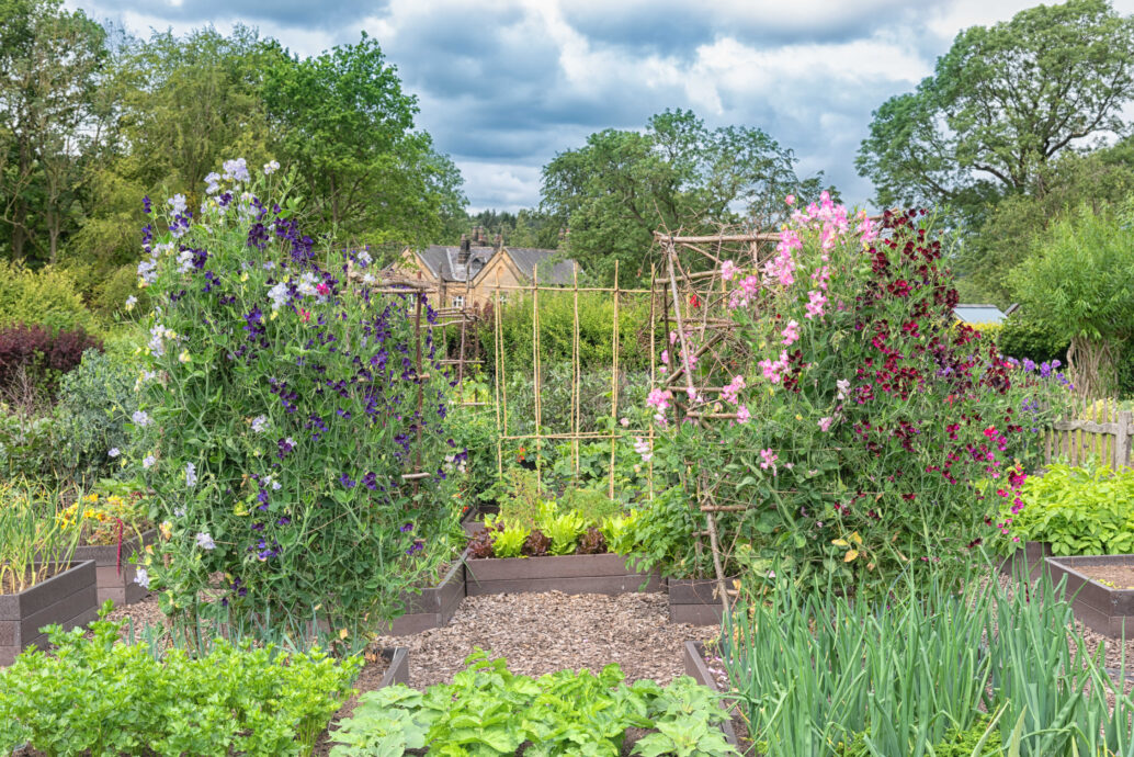 Smíšené záhony kombinující zeleninu, květiny a opory (zdroj: Envato)