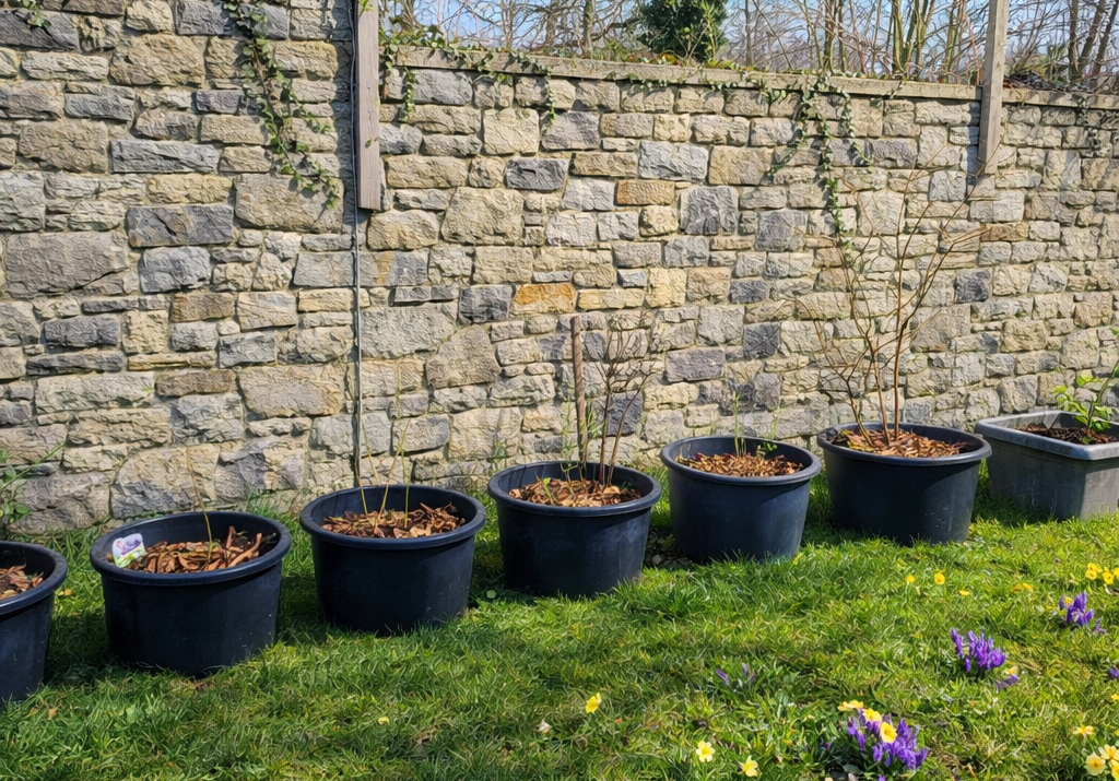 Borůvky v nádobách podél zdi (zdroj: ChatGPT)