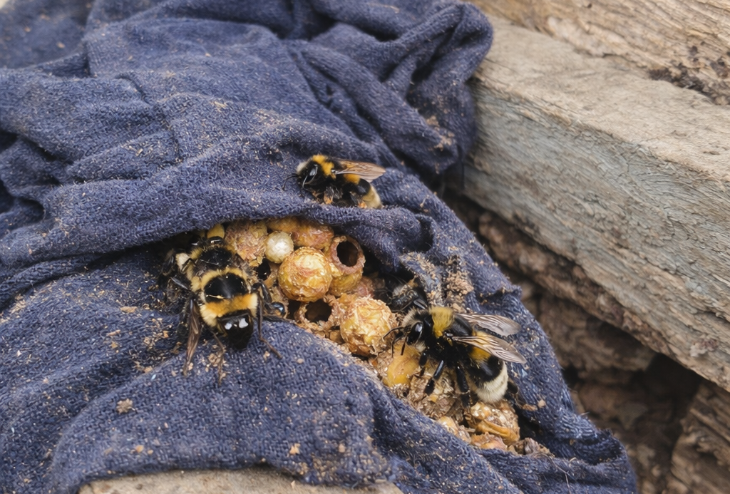 Čmeláci v přirozeném hnízděb (zdroj: ChatGPT)