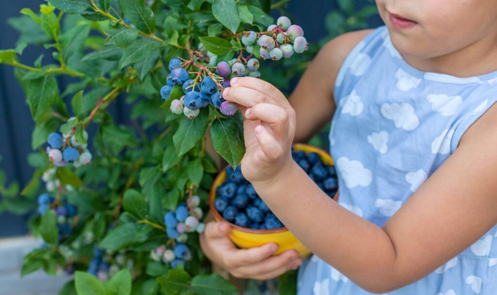 Sklizeň přímo z keře (zdroj: Envato)