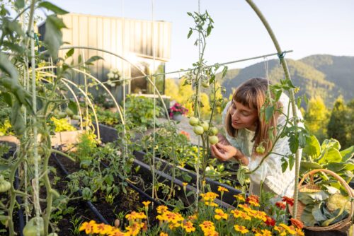woman-inspecting-green-tomatoes-2026-03-24-10-13-25-utc