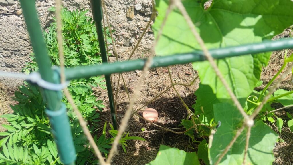 Víčko olla nádoby mezi listy lufy, travním mulčem a konstrukcí s provázkovou sítí (zdroj: Kristýna Lišková, upraveno v ChatGPT)